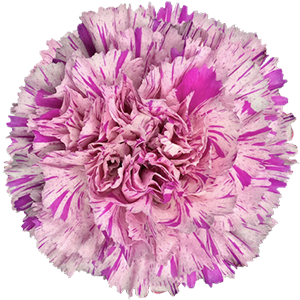 Colibri-Flowers-carnation-Jubilee, grower of Carnations, Minicarnations, Roses, Greenball and fillers.