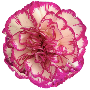Colibri-Flowers-carnation-kino, grower of Carnations, Minicarnations, Roses, Greenball and fillers.