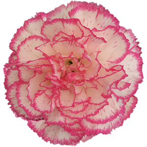 Colibri-Flowers-carnation-Komachi, grower of Carnations, Minicarnations, Roses, Greenball and fillers.