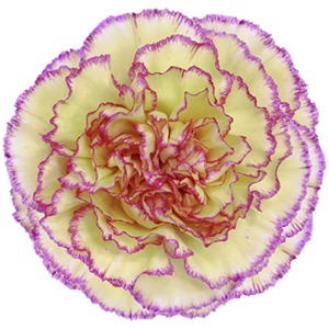 Colibri-Flowers-carnation-Komachi-Fiesta, grower of Carnations, Minicarnations, Roses, Greenball and fillers.