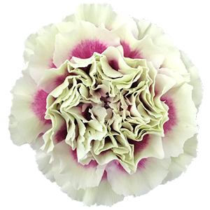Colibri-Flowers-carnation-Lady-Amiga, grower of Carnations, Minicarnations, Roses, Greenball and fillers.