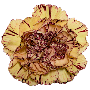 Colibri-Flowers-carnation-Lady-Kiss-Marrone, grower of Carnations, Minicarnations, Roses, Greenball and fillers.
