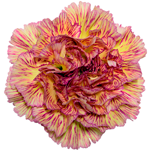 Colibri-Flowers-carnation-Lady-Sheen, grower of Carnations, Minicarnations, Roses, Greenball and fillers.