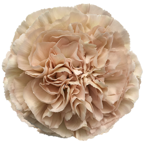 Colibri-Flowers-carnation-Lege-Marrone, grower of Carnations, Minicarnations, Roses, Greenball and fillers.