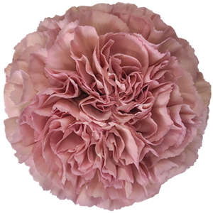 Colibri-Flowers-carnation-Lege-Pink, grower of Carnations, Minicarnations, Roses, Greenball and fillers.