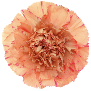 Colibri-Flowers-carnation-lion-king, grower of Carnations, Minicarnations, Roses, Greenball and fillers.