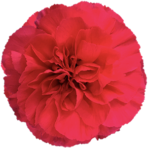 Colibri-Flowers-carnation-mandalay, grower of Carnations, Minicarnations, Roses, Greenball and fillers.