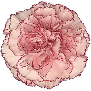 Colibri-Flowers-carnation-mariposa, grower of Carnations, Minicarnations, Roses, Greenball and fillers.