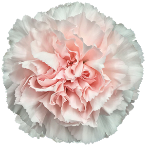 Colibri-Flowers-carnation-Maruchi, grower of Carnations, Minicarnations, Roses, Greenball and fillers.