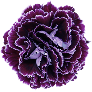 Colibri-Flowers-carnation-Minerva, grower of Carnations, Minicarnations, Roses, Greenball and fillers.