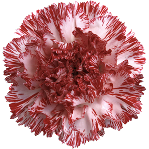 Colibri-Flowers-carnation-Montoya, grower of Carnations, Minicarnations, Roses, Greenball and fillers.
