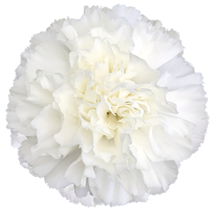 Colibri-Flowers-carnation-moon-light, grower of Carnations, Minicarnations, Roses, Greenball and fillers.
