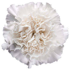 Colibri-Flowers-carnation-Moon_Golem, grower of Carnations, Minicarnations, Roses, Greenball and fillers.