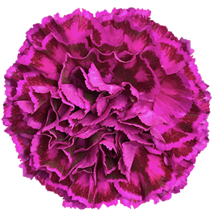 Colibri-Flowers-carnation-nobbio-violet, grower of Carnations, Minicarnations, Roses, Greenball and fillers.