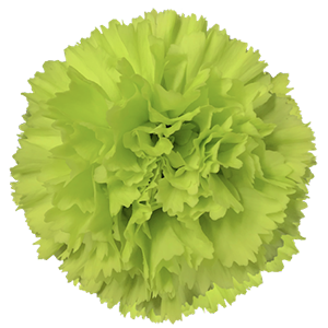Colibri-Flowers-carnation-oliva, grower of Carnations, Minicarnations, Roses, Greenball and fillers.