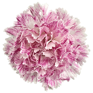 Colibri-Flowers-carnation-premier, grower of Carnations, Minicarnations, Roses, Greenball and fillers.