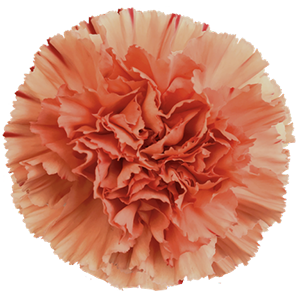 Colibri-Flowers-carnation-Solex, grower of Carnations, Minicarnations, Roses, Greenball and fillers.