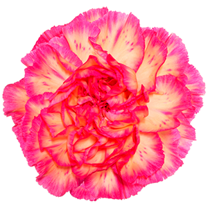 Colibri-Flowers-carnation-Sport-Spritz, grower of Carnations, Minicarnations, Roses, Greenball and fillers.
