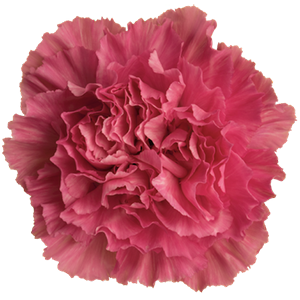 Colibri-Flowers-carnation-tonic-golem, grower of Carnations, Minicarnations, Roses, Greenball and fillers.
