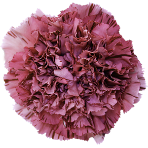 Colibri-Flowers-carnation-viper-wine, grower of Carnations, Minicarnations, Roses, Greenball and fillers.