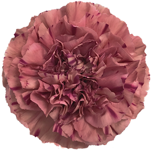 Colibri-Flowers-carnation-vortex, grower of Carnations, Minicarnations, Roses, Greenball and fillers.