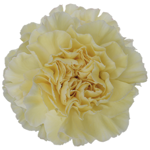 Colibri-Flowers-carnation-wedding, grower of Carnations, Minicarnations, Roses, Greenball and fillers.