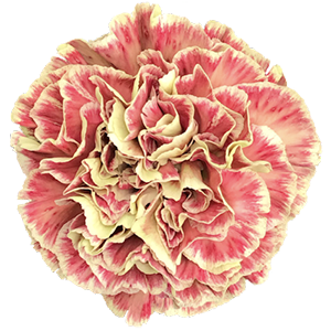Colibri-Flowers-carnation-Wine Cover, grower of Carnations, Minicarnations, Roses, Greenball and fillers.