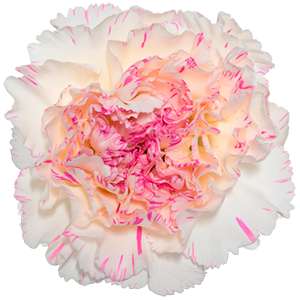 Colibri-Flowers-carnation-Yucari_Oscuro, grower of Carnations, Minicarnations, Roses, Greenball and fillers.
