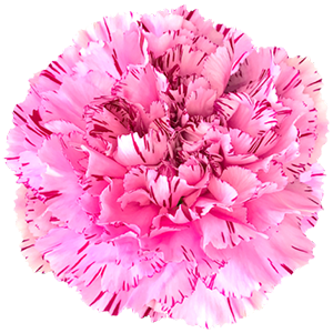 Colibri-Flowers-carnation-Yucari_Oscuro, grower of Carnations, Minicarnations, Roses, Greenball and fillers.