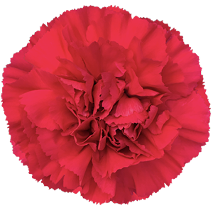 Colibri-Flowers-carnation-Zeppelin, grower of Carnations, Minicarnations, Roses, Greenball and fillers.
