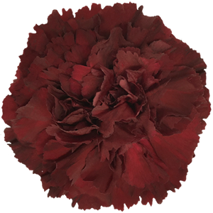 Colibri-Flowers-carnation-Zurigo, grower of Carnations, Minicarnations, Roses, Greenball and fillers.