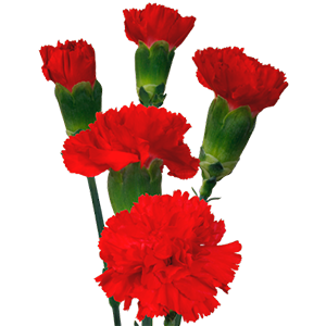 Colibri-Flowers-minicarnation-aragon, grower of Carnations, Minicarnations, Roses, Greenball and fillers.