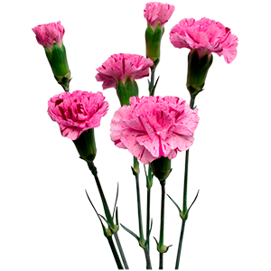 Colibri-Flowers-minicarnation-Burlesque, grower of Carnations, Minicarnations, Roses, Greenball and fillers.