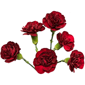 Colibri-Flowers-minicarnation-chateau, grower of Carnations, Minicarnations, Roses, Greenball and fillers.