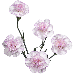 Colibri-Flowers-minicarnation-Daifuku, grower of Carnations, Minicarnations, Roses, Greenball and fillers.