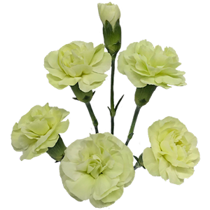 Colibri-Flowers-minicarnation-Jade, grower of Carnations, Minicarnations, Roses, Greenball and fillers.