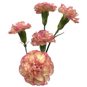 Colibri-Flowers-minicarnation-jester, grower of Carnations, Minicarnations, Roses, Greenball and fillers.