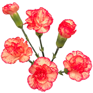 Colibri-Flowers-minicarnation-lina, grower of Carnations, Minicarnations, Roses, Greenball and fillers.