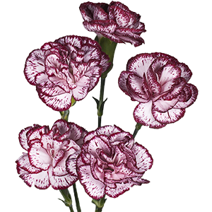 Colibri-Flowers-minicarnation-Mini-bacarat, grower of Carnations, Minicarnations, Roses, Greenball and fillers.