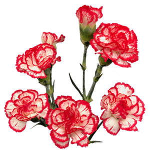 Colibri-Flowers-minicarnation-minuetto, grower of Carnations, Minicarnations, Roses, Greenball and fillers.