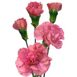 Colibri-Flowers-minicarnation-mochasweet, grower of Carnations, Minicarnations, Roses, Greenball and fillers.