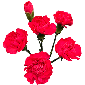 Colibri-Flowers-minicarnation-Pigeon, grower of Carnations, Minicarnations, Roses, Greenball and fillers.