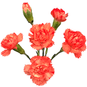 Colibri-Flowers-minicarnation-romany, grower of Carnations, Minicarnations, Roses, Greenball and fillers.