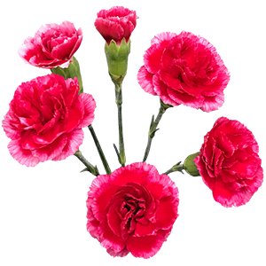Colibri-Flowers-minicarnation-rosita, grower of Carnations, Minicarnations, Roses, Greenball and fillers.