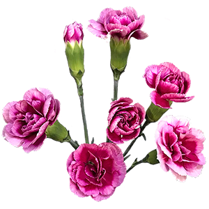 Colibri-Flowers-minicarnation-TrendyTessino, grower of Carnations, Minicarnations, Roses, Greenball and fillers.